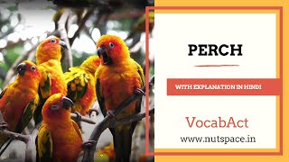 Perch Meaning & Pronunciation | English & Hindi Vocabulary | VocabAct