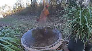 Mar 9 2022 Daily Backyard Birds UNEDITED Birdfy Cam #caughtonNetvue