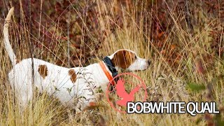 BOBWHITE QUAIL - A South Georgia tradition for 150 years