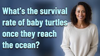 What's the survival rate of baby turtles once they reach the ocean?