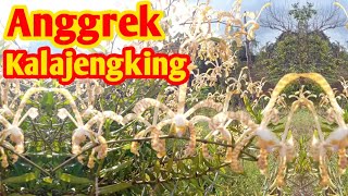 Keindahan anggrek Arachnis/kalajengking yang tumbuh liar