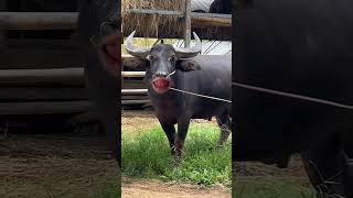 Buffalo must funny videos #buffalo #buffalobills #youtubeshorts #petslover #ytviral #pets #animals