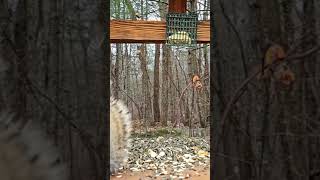 Please come check out my livestream Squirrels birds | #chipmunks_and_squirrels on #Twitch