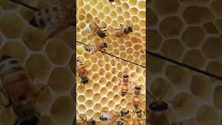 Bees Comb|Bees Hive #beeshive #bees @beesbiology