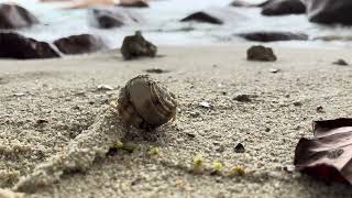 Seashells waking on the beach in Seyschelles (Praslin, Anse Lazio beach)