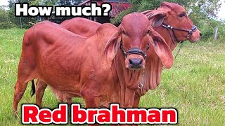 How much!! Red brahman cow in Thailand all beautiful (Hybrid American brahman)