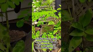 MALUNGGAY/MORINGA TUMUBO ULIT SA PASO #malunggay #moringa #healtylife #healthylifestyle #gardening