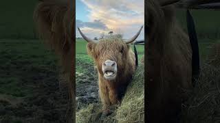 Cow Is Eating Hay..#animals #cow #cowlover#cowvideos #animallover#nature #youtubeshorts#shorts#short