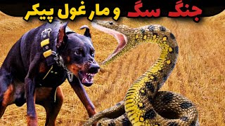 خطرناکترین حمله مارغول پیکربه سگ|آیا سگ در برابر مار خطرناک نجات پیدا میکنه ؟!😱