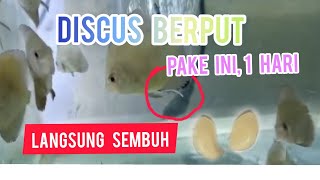 IKAN DISCUS, KENA BERPUT. 1 HARI CUMA PAKE INI !! LANGSUNG SEMBUH.