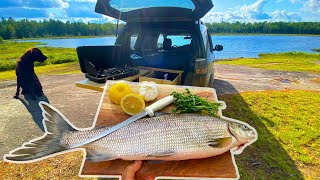 Cooking Fresh Fish In The Back Of My SUV (Catch & Cook)