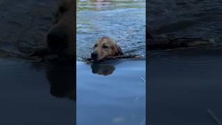 Read? Swim! #Goldenretriever #CuteDog #Dog #NatureLover #Waterlover #Powergirl #Shorts