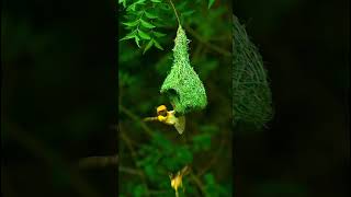 Beautiful Bird Enjoying In Nest