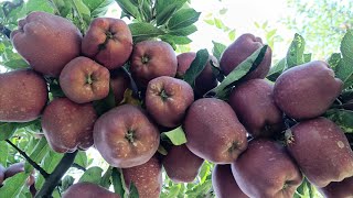 SS3 Apple Variety, Adam Spur, Z-1 kingrot super chief, Geromine ,Result of top grafting must watch