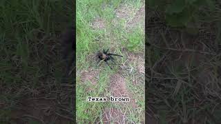 Texas Brown Tarantula in Oklahoma #creepycrawly #shorts