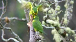 Yellow-eared Parrots in Roncesvalles (Tolima)