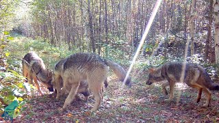 Wolf pups checking out their mother's scent