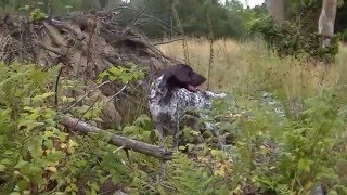 GSP puppy walking (Gundog training basics)