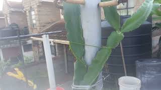 UPDATES ON OUR ASUNTA 5 (PACO) DRAGON FRUIT