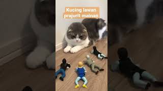 Kucing lucu ga bisa gerak