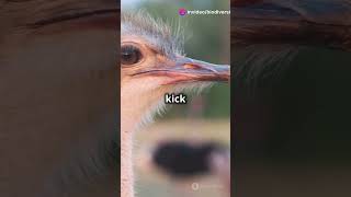 Mind Blowing Ostrich Facts You Didn't Know #factshorts #biologyeducation