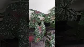 Beautiful Indoor Plants