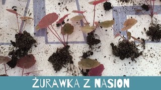 Żurawka z nasion