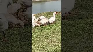 রাজহাঁসের #চিনা-হাঁসের #goose #রাজা #pigeon #ল 🦢🦢🦢🦢🦢😽😈😭🤔😥🖐️