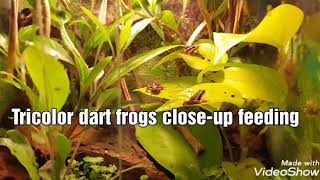 Tricolor dart frogs close-up feeding