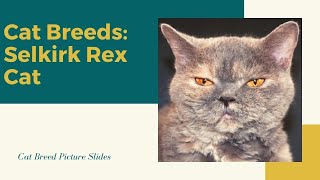 Selkirk rex Slides - Cat Breeds