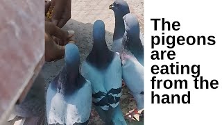 The pigeons are eating from the hand 👏♥️