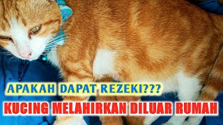 KUCING MELAHIRKAN DIDEPAN RUMAH | APAKAH AKAN DAPAT REZEKI???