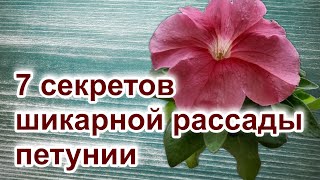 7 секретов шикарной рассады петунии