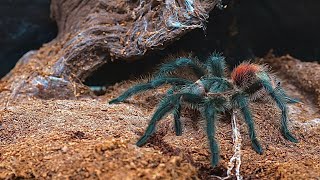 Grammostola iheringi Has Molted + Mini Tarantula Feeding Video #10