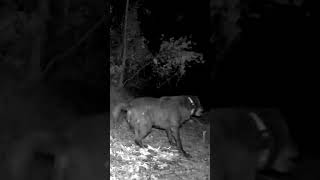 Dog enjoys mud near our pond. #trailcam #puppy #lab #shorts #short #dog #backyard