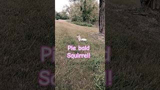 RARE 😲 White-tailed Squirrel!!! one in a million! #shorts  #squirrel #nature #garden