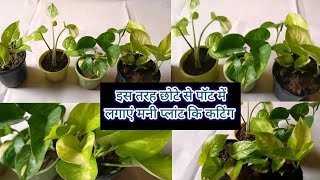 मनी प्लांट कि कटिंग कैसे लगाएं || how to grow money plant by cutting || #Anmolprakriti