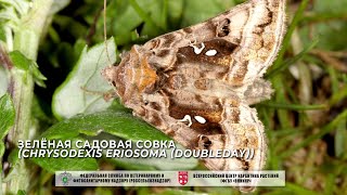 Зелёная садовая совка (Chrysodexis eriosoma (Doubleday))