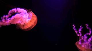 deadly jelly fish