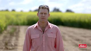 Brockelsby Trial Site - testing grass weed control in canola