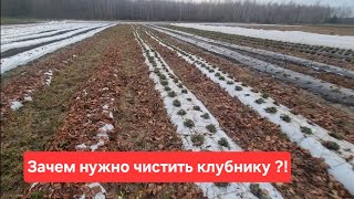 Зачем нужно чистить клубнику?!  Обрезка клубники