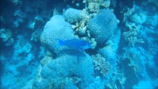 Temple reef, Sentido, Sharm el Sheikh