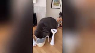 You Laugh You Lose Funniest Cats and Dogs video 2024 part 17