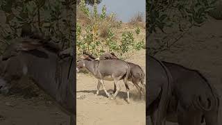 Donkey Drifting #ytshortsvideo #donkeyfarm #animals #funnyanimal