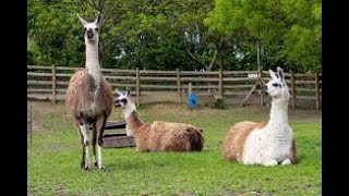 Mudchute Animals Farm and Park is a large urban farm located on the Isle of Dogs in East London, UK.