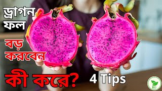 ড্রাগন ফলের সাইজ বড় করার সহজ ৪টি উপায় | 4 Tips to Maximize Your Dragon Fruit's Growth