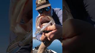 This NEVER sucks… 😱#bassfishing #shortvideo #6thsensefishing #jerkbait #shorts