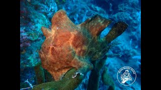 Vienna beach's frogfish @AMED BUDDHA DIVING