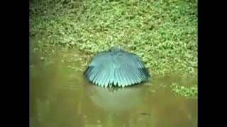 Rare bird in world