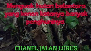 Suasana pasar ghoib di hutan yang dekat dengan pemukiman sering muncul suara aneh.